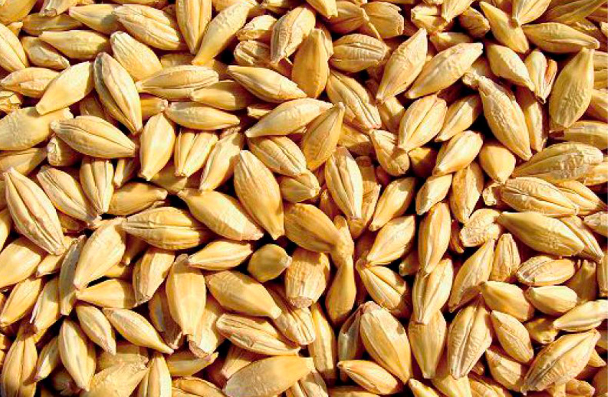 barley-2