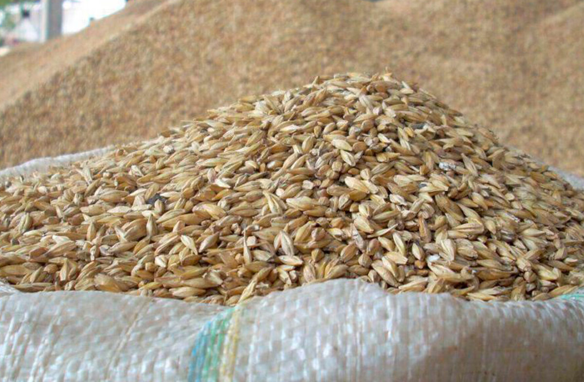 barley-3