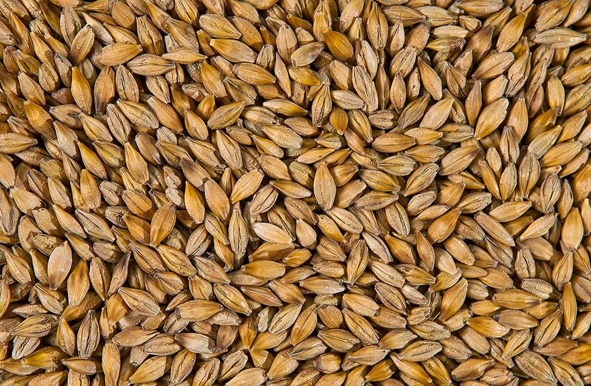 barley