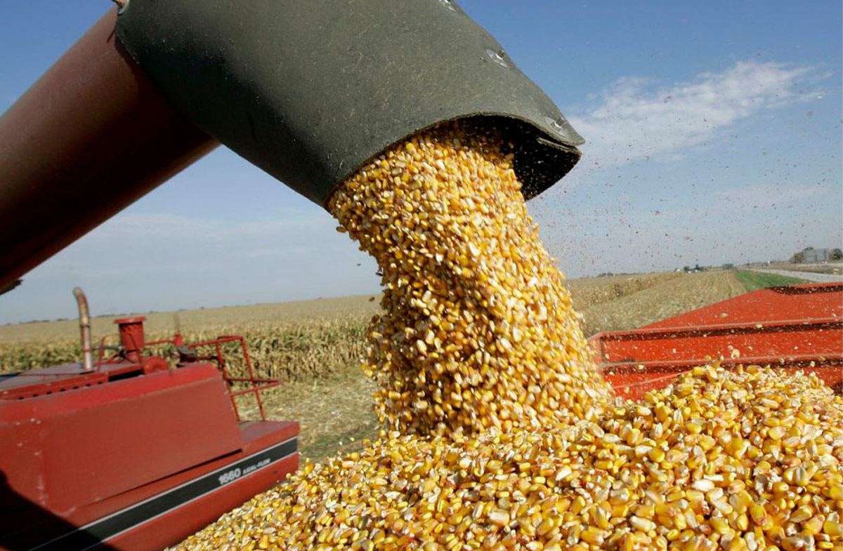 corn-2