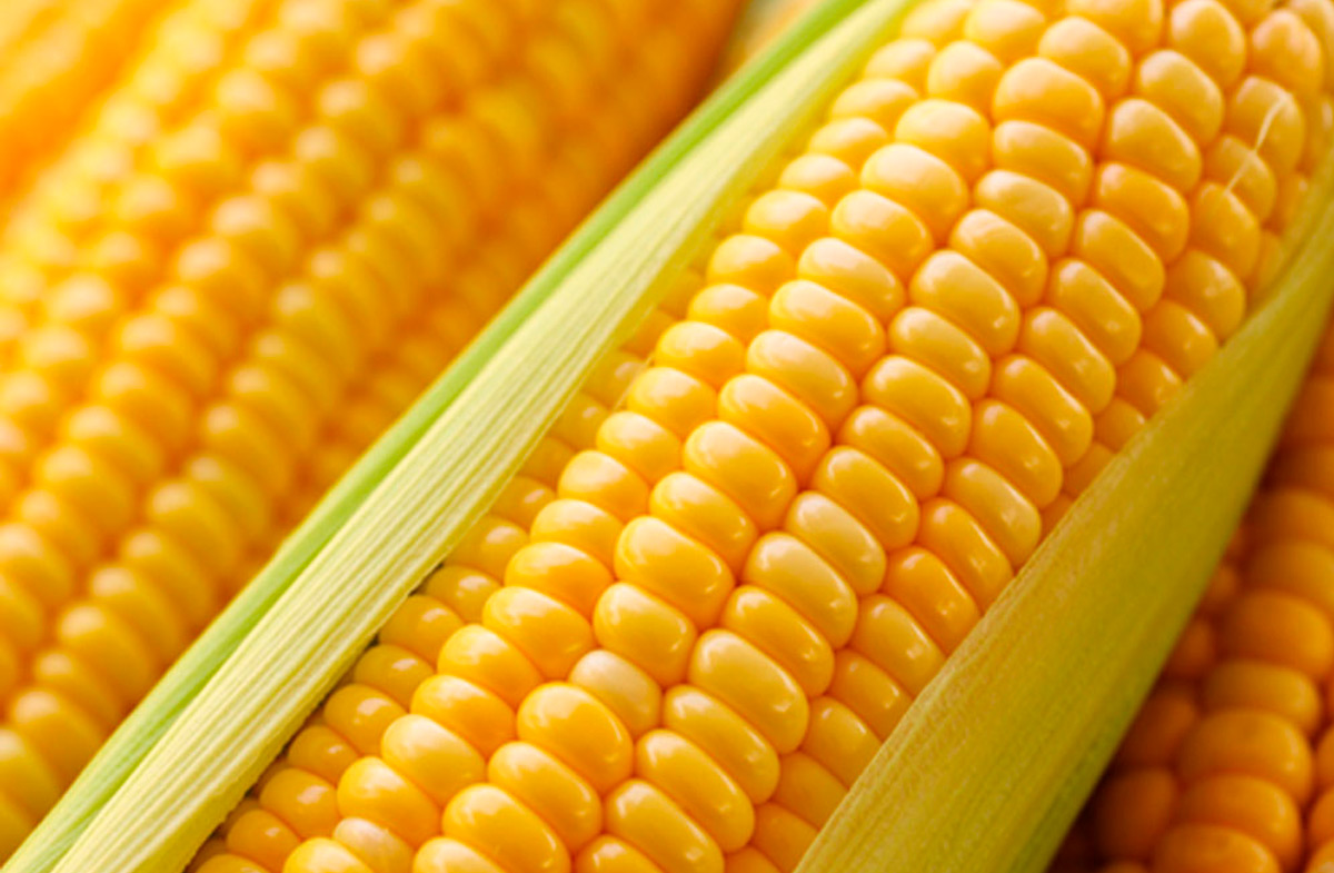 corn-3