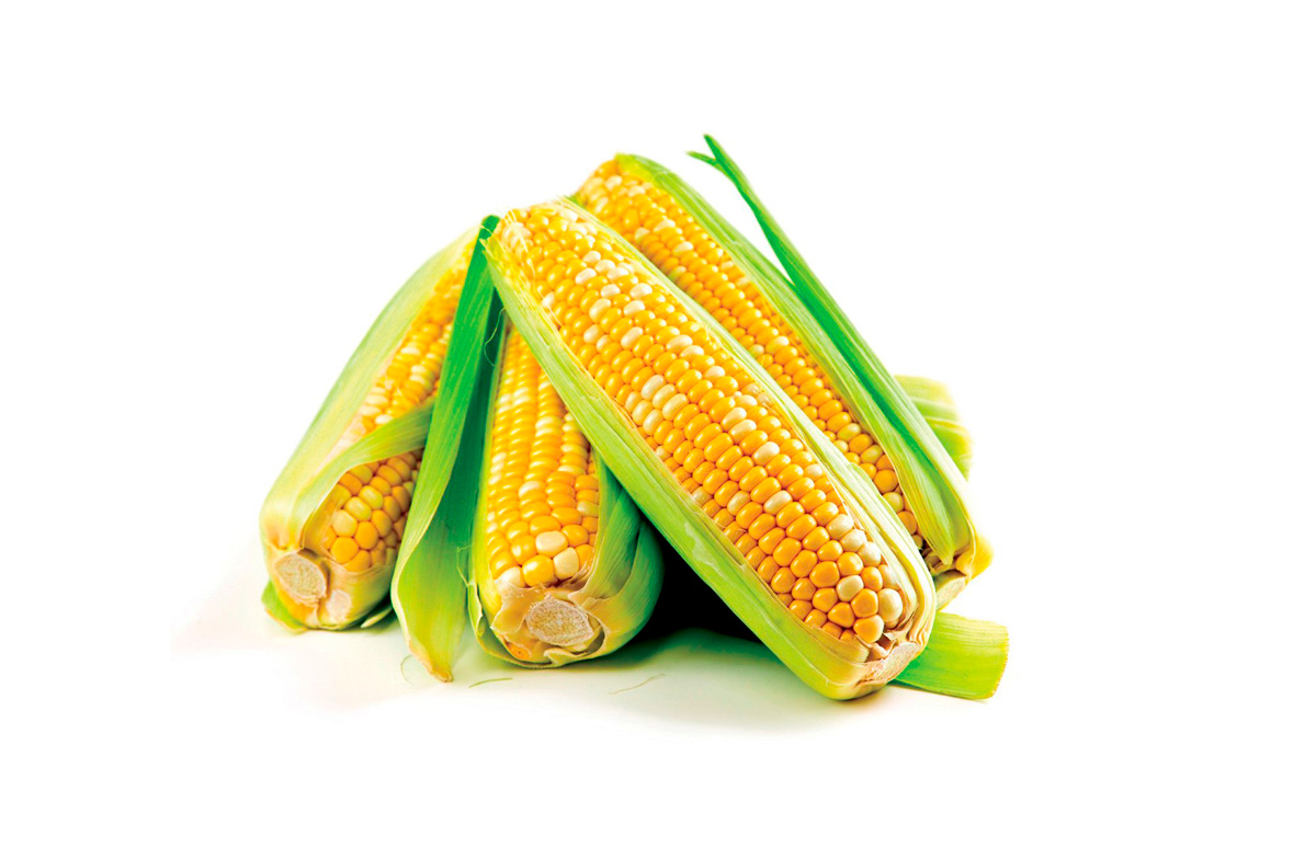 corn-4