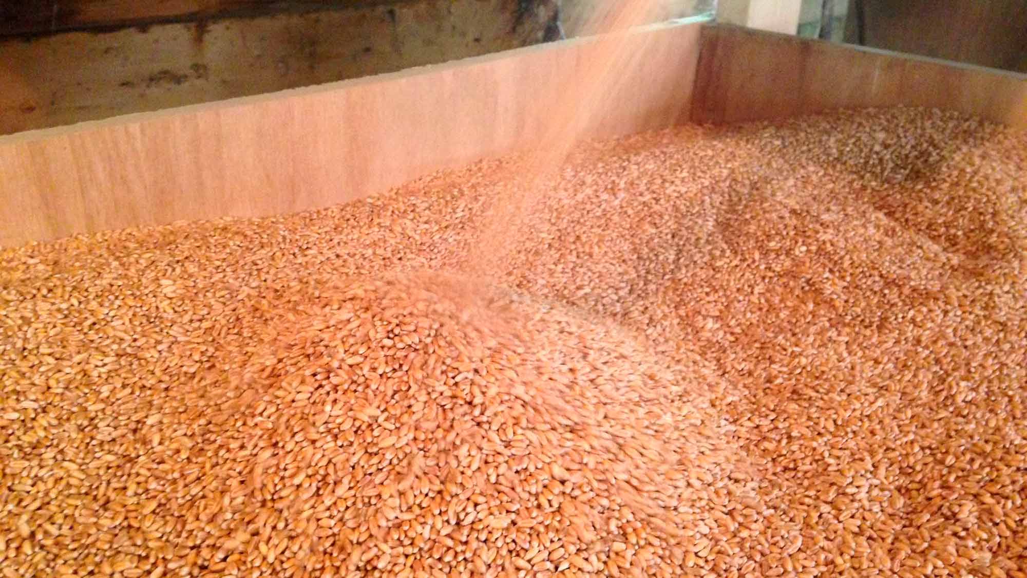 Wheat-2