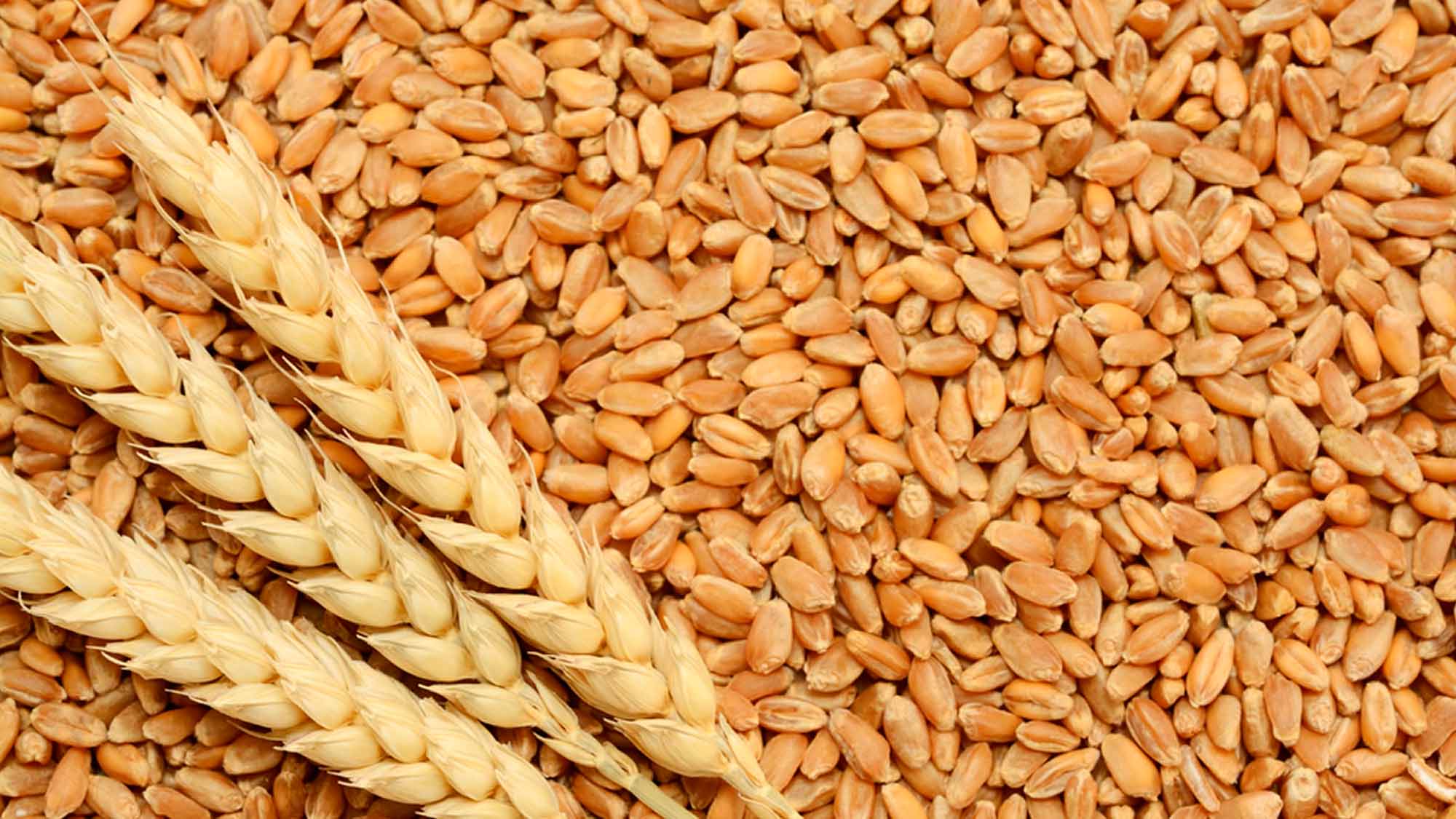 Wheat-3